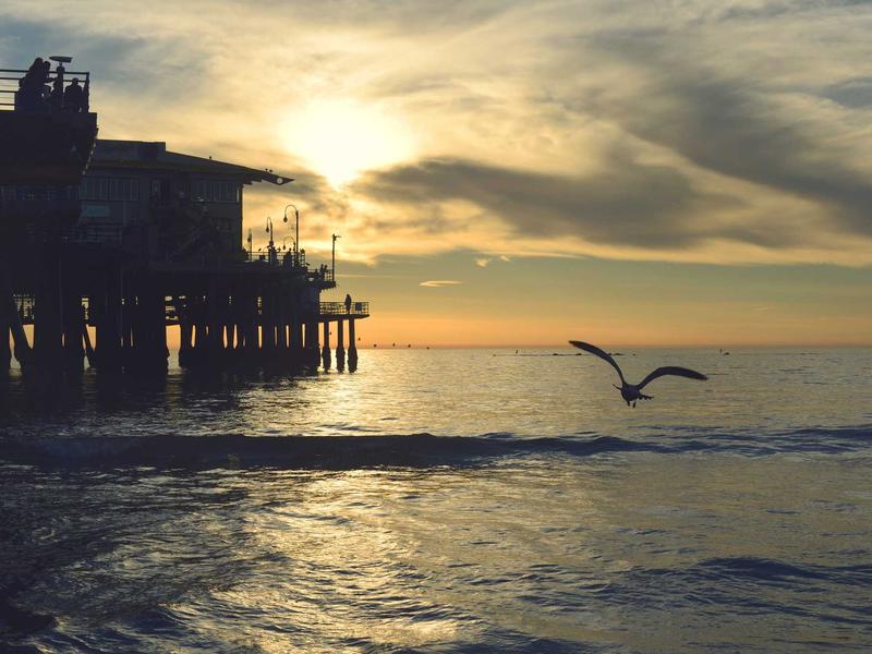 宠物侦探<br>uwsuuyl.cn 寻找走失猫咪